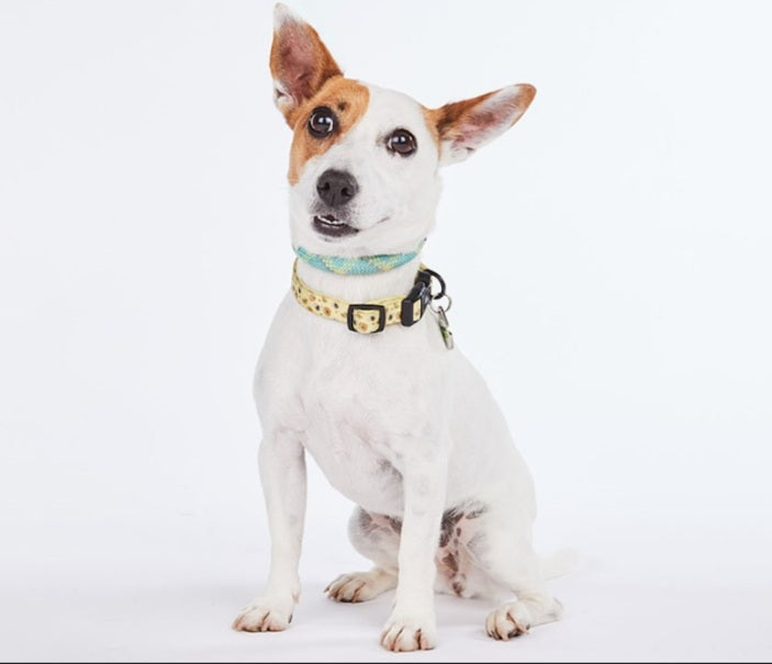 1 Animal Import Permit with Expedited Services (24-48 hours)