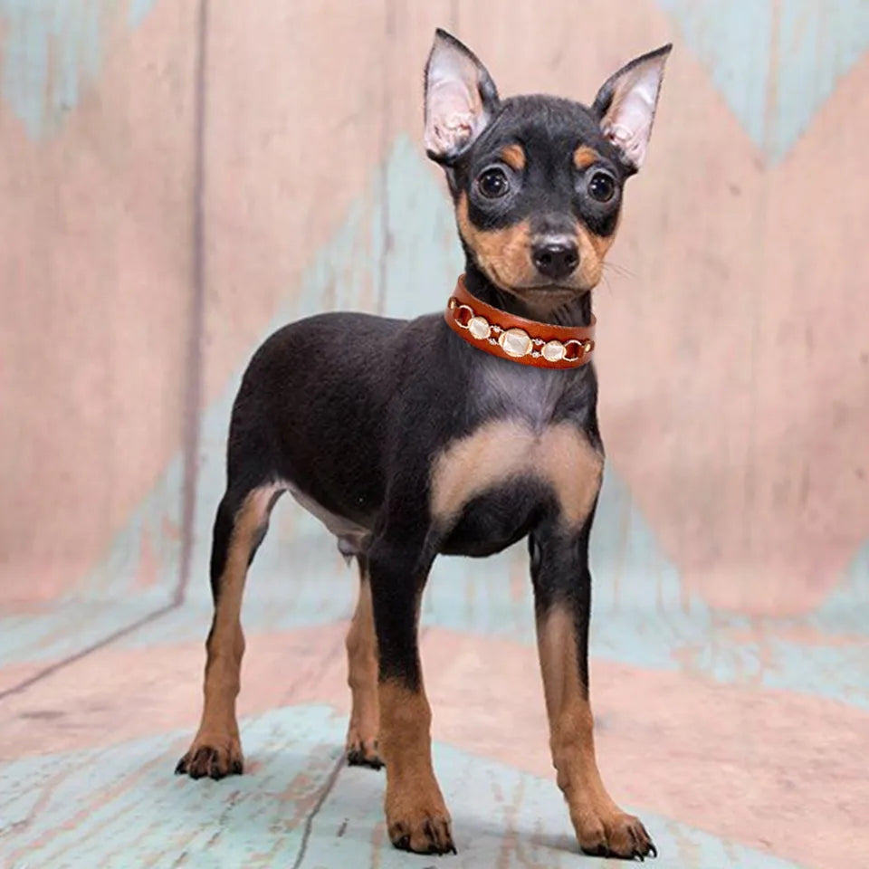 Additional Permits for the Same Pet