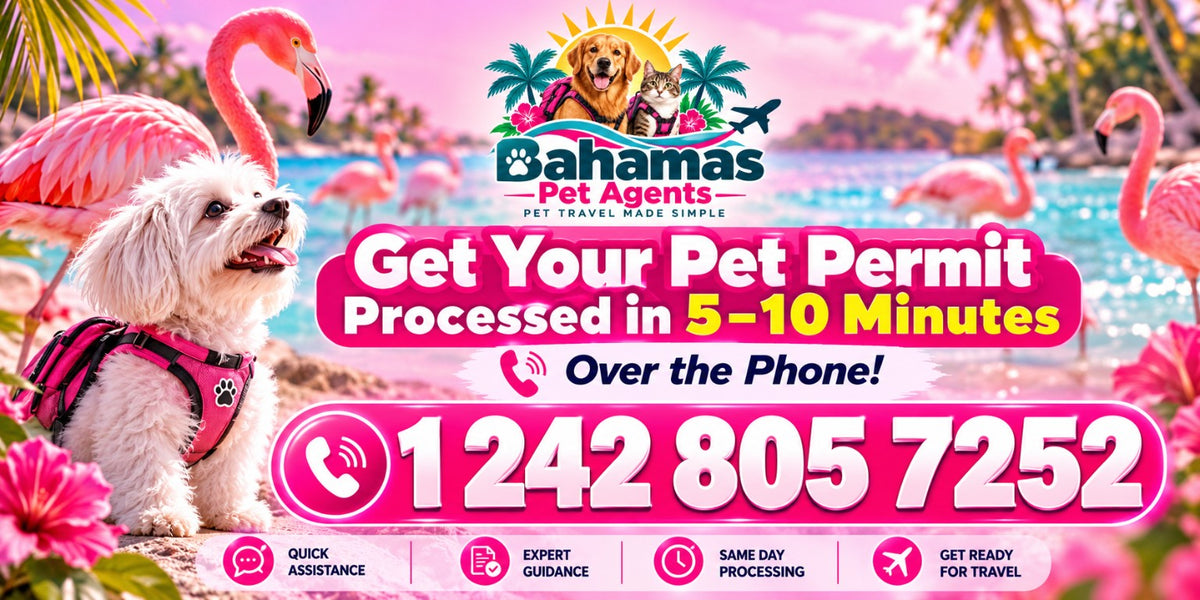 Bahamas Pet Agents: pet permit assistance over the phone. Call +1 (242) 805-7252.